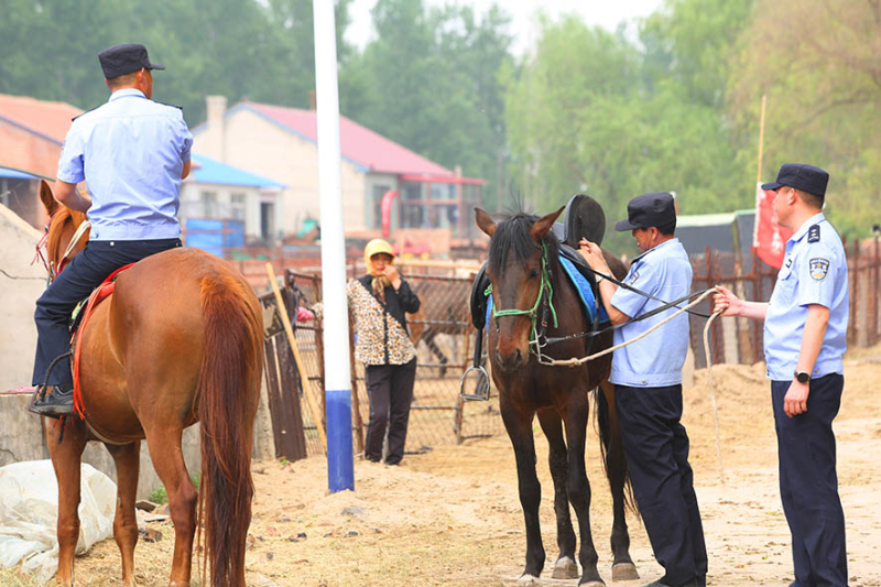 巡邏前，民警為愛馬整理好馬鞍。