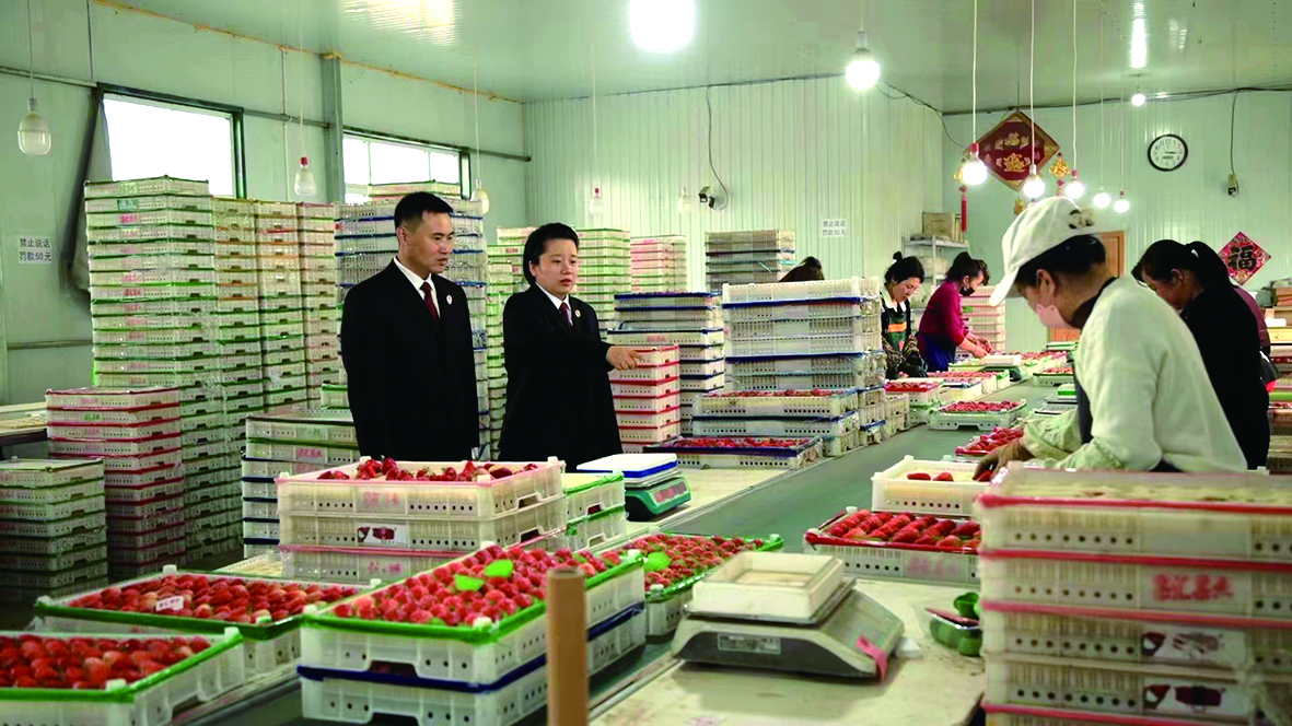 辦案檢察官到農(nóng)場草莓打包點調(diào)查