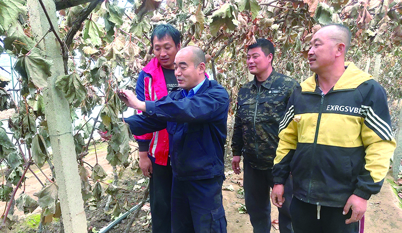申廣業(yè)(左二)組織村里技術骨干對葡萄樹秋季修剪開展交流
